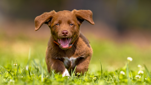 Chiot en mouvement, prévenir l'arthrose chez le chien