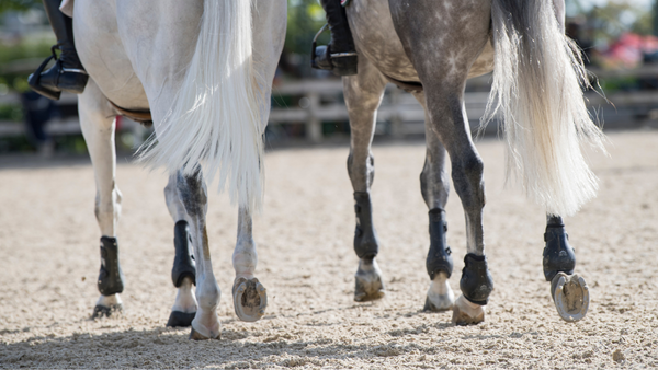 Zwei Pferde reiten über eine Koppel. Im Fokus sind die Gelenke der Pferde