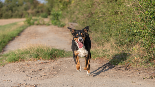 Hund rennt auf Feldweg, Gelenkerkrankung