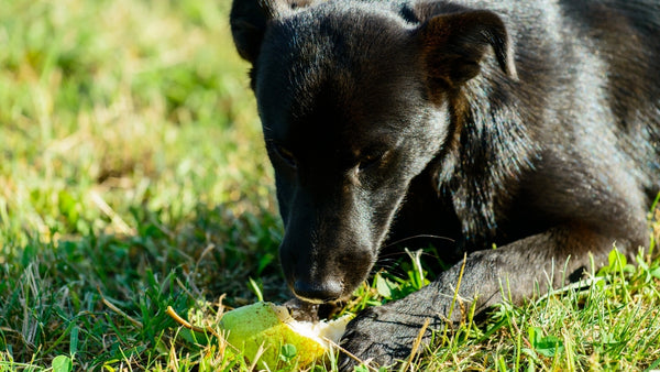 Le chien mange une poire dans l'herbe