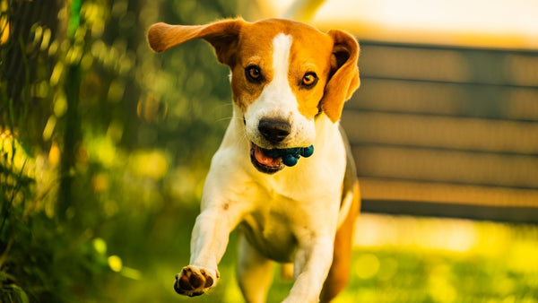 Un chien a des myrtilles dans la gueule