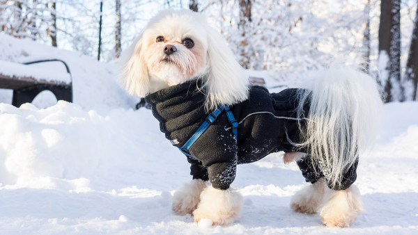 Ein Hund mit Winterjacke