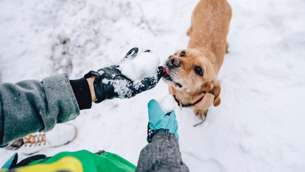 Les chiens peuvent-ils manger de la neige ?