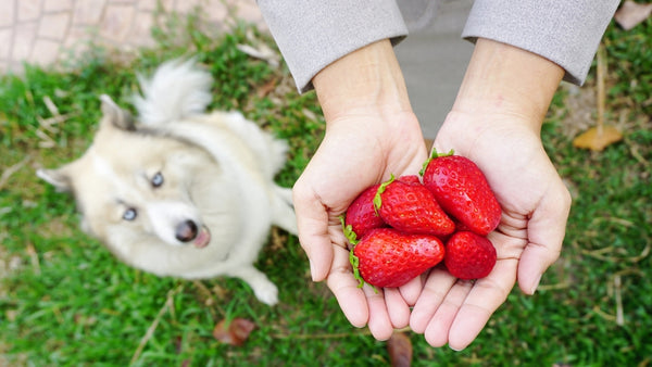 Fraises dans la main d'une femme. Le chien se cache déjà en arrière-plan pour manger les délicieuses fraises.
