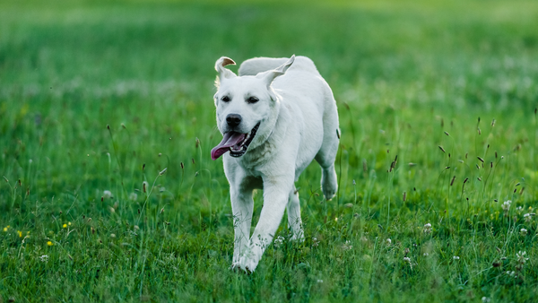 Stor eg race kløft Osteoarthritis in the dog – Annimally