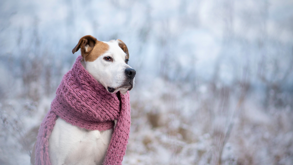 Frieren Hunde im Winter? Ein Hund trägt einen Schal