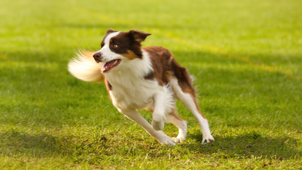 Stor eg race kløft Osteoarthritis in the dog – Annimally