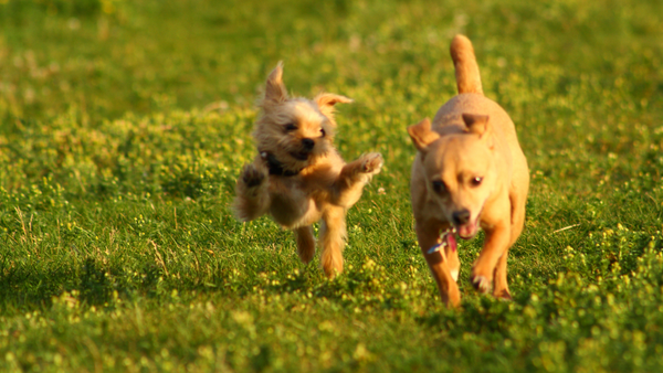 Deux chiens en mouvement, maladie articulaire