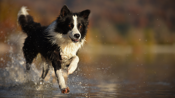 Hund rennt durch Wasser, Arthrose Hund 