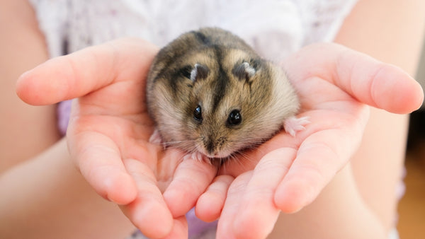 Ein Kind hält einen Hamster in den Händen