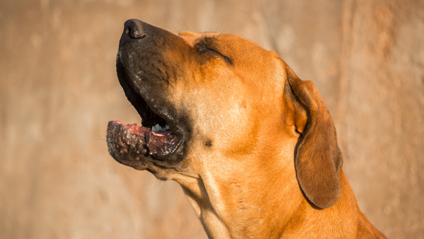 Hund weint, weil er nicht alleine bleiben kann 