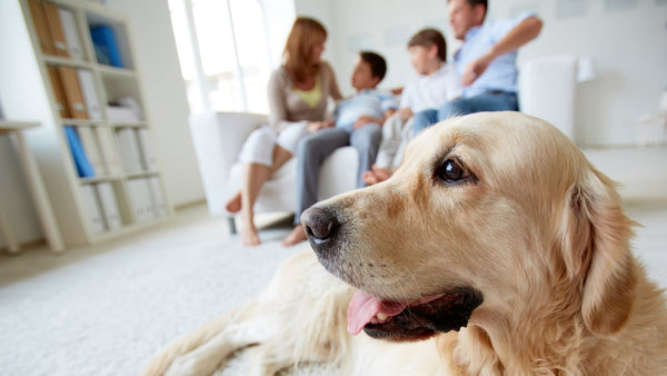 Un chien rejoint sa famille devant le canapé