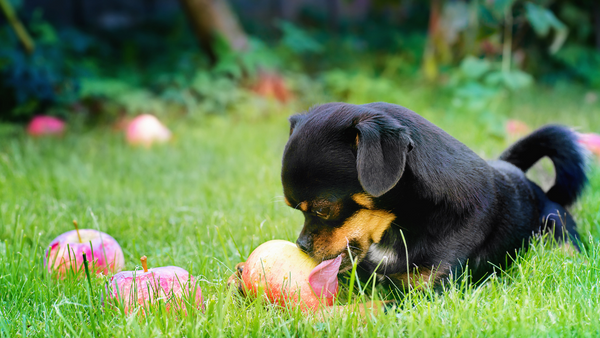 Hunde-Welpe am Apfel abschlecken