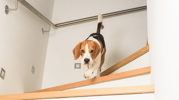 Chien courant dans les escaliers, chien arthrosique