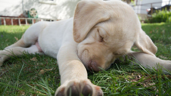 Ein Hund liegt mit Bauchschmerzen im Gras