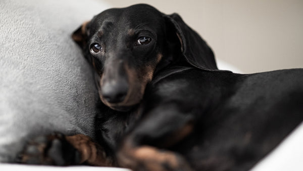 Le chien a vomi du mucus et se repose maintenant au lit