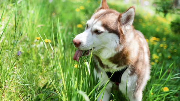 Hund im Gras