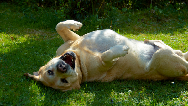 Hund auf einer Wiese