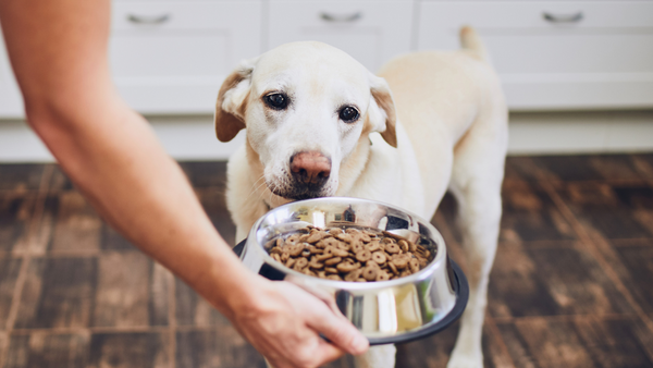 Tipps zur Appetitanregung von Hunden