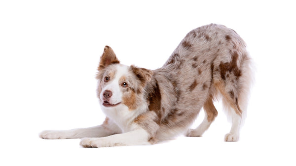 Ein Hund macht die Gebetsstellung