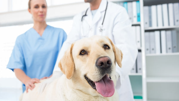 Ein Hund ist aufgrund seiner Bauchschmerzen bei Tierarzt