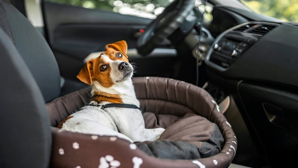 Hund sitzt bei warmen Temperaturen im Sommer im Auto