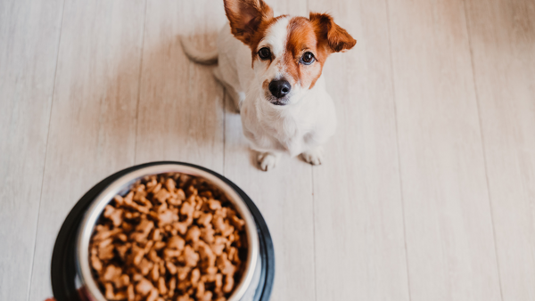 Appetitanregung für Hunde