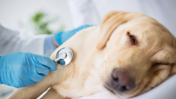 Hund hat sich übergeben und wird deswegen beim Tierarzt untersucht