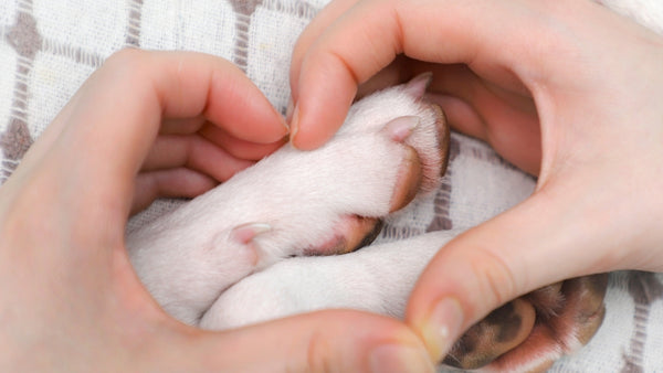 Un chien lèche les pattes : remèdes maison populaires pour prendre soin de ses pattes