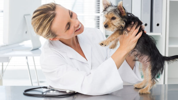 Un vétérinaire soigne les pattes douloureuses d'un chien