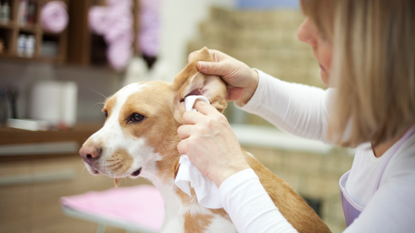 Hausmittel zur Behandlung von Ohrenentzündungen bei Hunden
