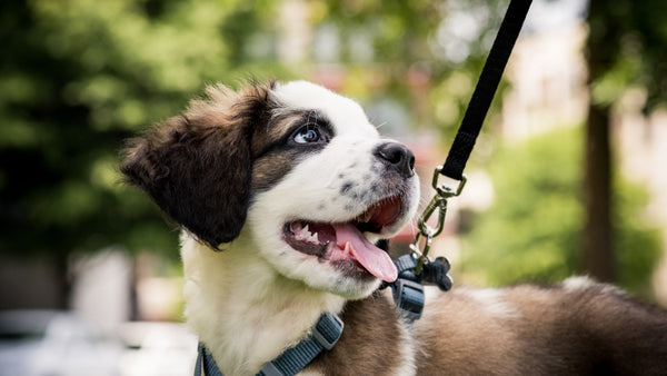 Le chien est promené par temps ensoleillé