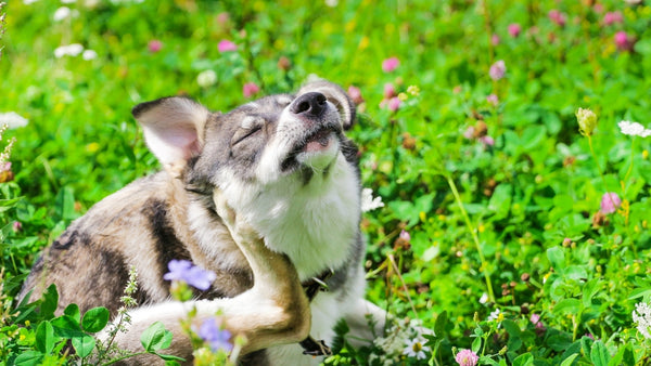 Hund kratzt sich aufgrund einer Allergie am Ohr