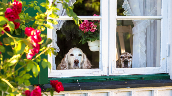 Deux chiens réussissent à rester à la maison