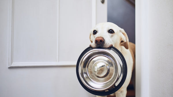 Un chien a un bol de nourriture dans la gueule et signale qu'il a faim