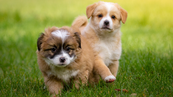 zwei Hunde auf einer Wiese