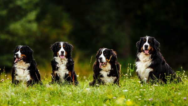 Berner Sennenhunde auf einer Wiese, Gelenkerkrankung 