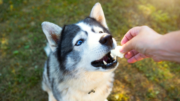 Un chien reçoit une friandise en guise de récompense