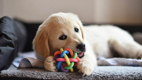 Hund kaut an einem Spielzeug