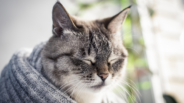 Un chat stressé se calme à nouveau lentement