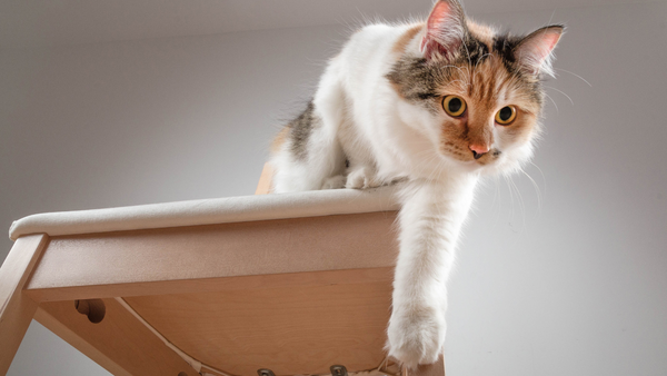 Le chat boite et n'ose pas sauter d'une chaise