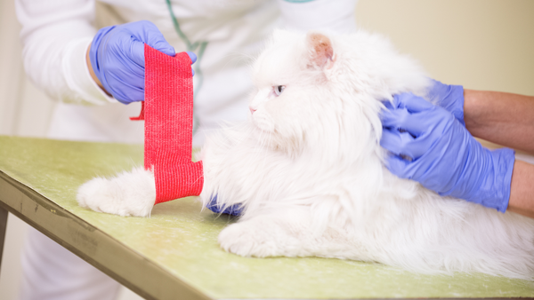 Eine Katze bekommt von einem Tierarzt einen Verband um den Fuß gewickelt