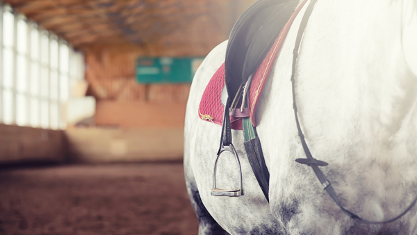 Muskelaufbau beim Pferd: Bild von einem Pferd in der Trainingshalle