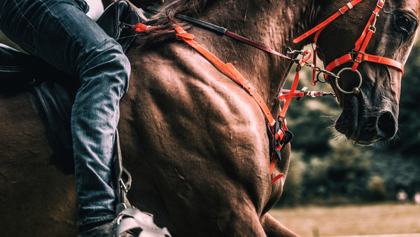 Ein Pferd beansprucht seine Muskeln beim Reiten