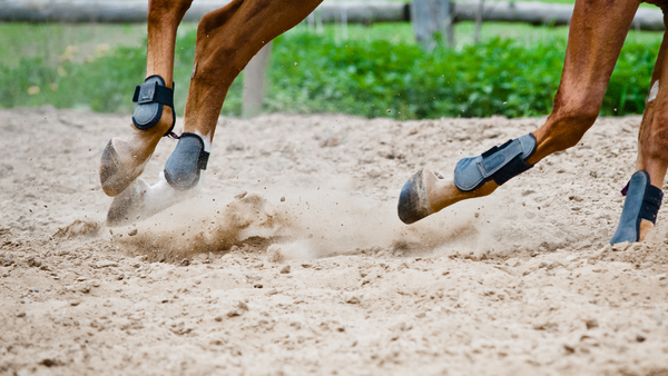 Training für Pferde zum Muskelaufbau