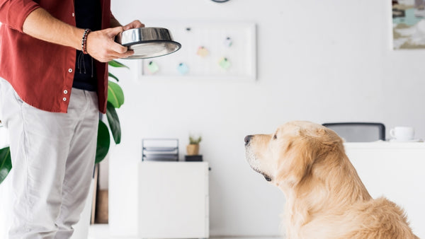 Un propriétaire de chien apporte à son chien un bol de nourriture contenant de la nourriture sèche et de l'huile.