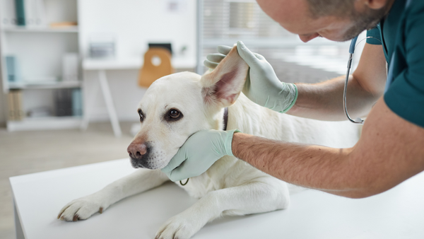 Die Ohrenentzündung eines Hundes wird von einem Tierarzt untersucht