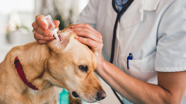 Verabreichung eines Medikaments bei einer Ohrenentzündung Hund 