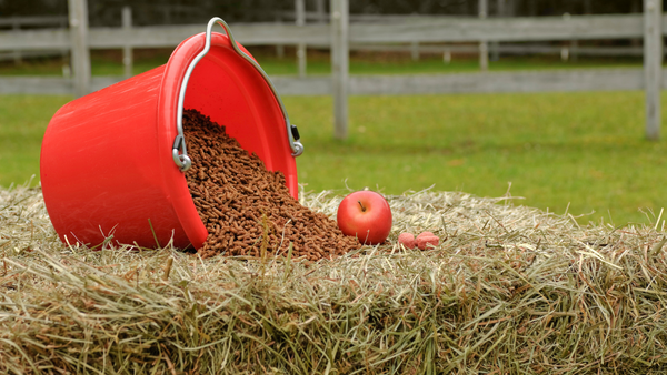 Futter für den Muskelaufbau beim Pferd