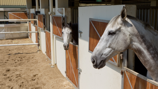 Pferde im Stall